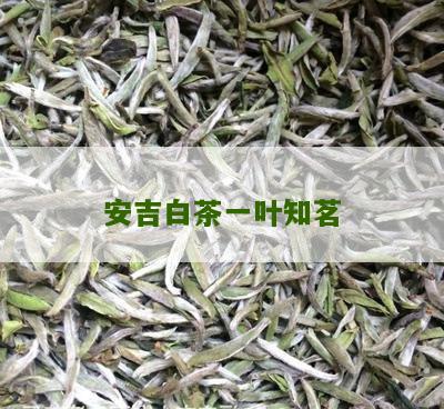 安吉白茶一叶知茗