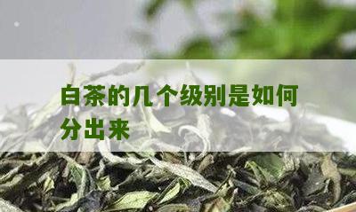 白茶的几个级别是如何分出来