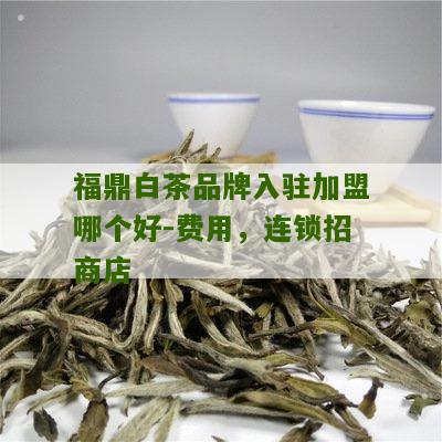 福鼎白茶品牌入驻加盟哪个好-费用，连锁招商店