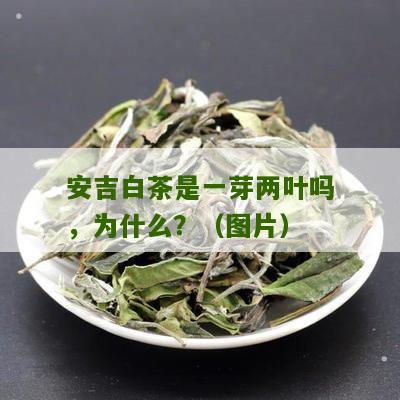 安吉白茶是一芽两叶吗，为什么？（图片）