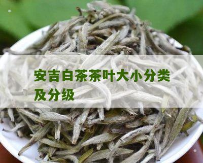 安吉白茶茶叶大小分类及分级