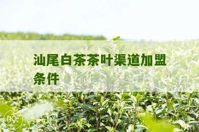 汕尾白茶茶叶渠道加盟条件