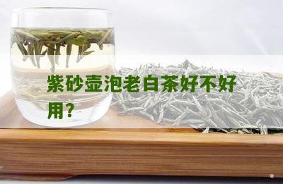 紫砂壶泡老白茶好不好用？