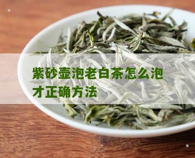 紫砂壶泡老白茶怎么泡才正确方法