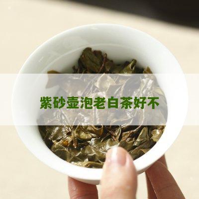 紫砂壶泡老白茶好不