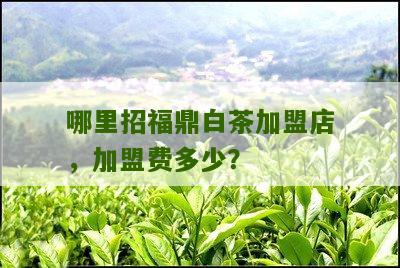 哪里招福鼎白茶加盟店，加盟费多少？