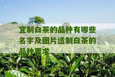 宜制白茶的品种有哪些名字及图片适制白茶的品种要求