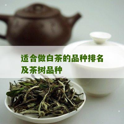 适合做白茶的品种排名及茶树品种