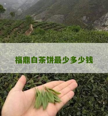 福鼎白茶饼最少多少钱