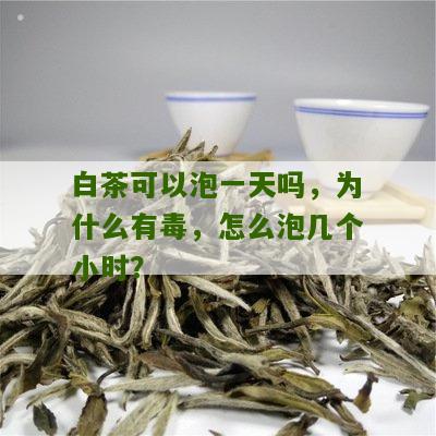 白茶可以泡一天吗，为什么有毒，怎么泡几个小时？