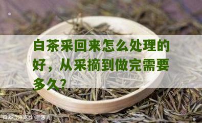 白茶采回来怎么处理的好，从采摘到做完需要多久？