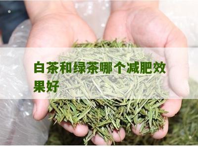 白茶和绿茶哪个减肥效果好