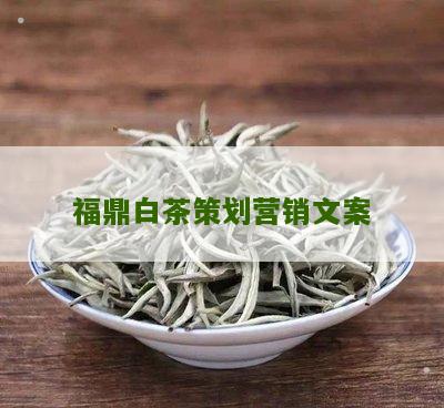 福鼎白茶策划营销文案