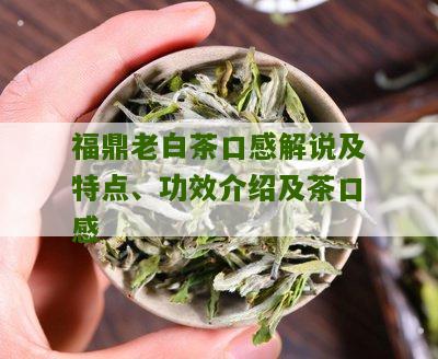 福鼎老白茶口感解说及特点、功效介绍及茶口感