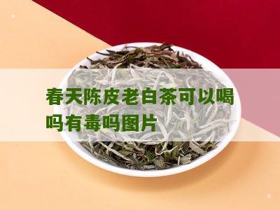 春天陈皮老白茶可以喝吗有毒吗图片