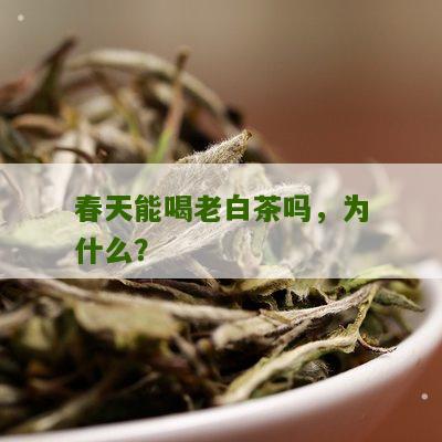 春天能喝老白茶吗，为什么？