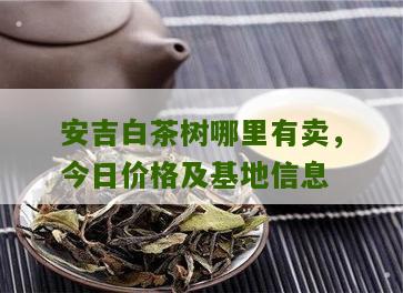 安吉白茶树哪里有卖，今日价格及基地信息