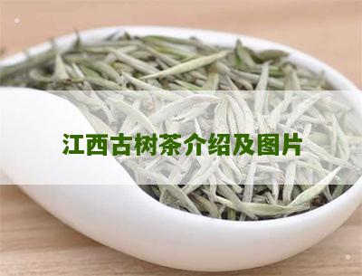 江西古树茶介绍及图片