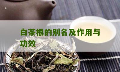 白茶根的别名及作用与功效