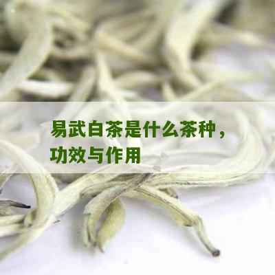 易武白茶是什么茶种，功效与作用