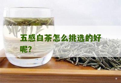 五感白茶怎么挑选的好呢？