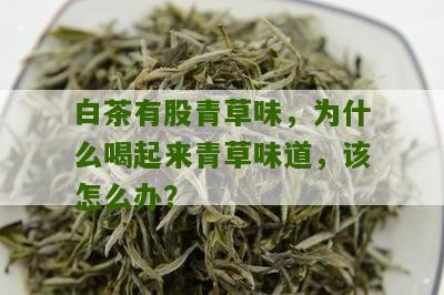 白茶有股青草味，为什么喝起来青草味道，该怎么办？