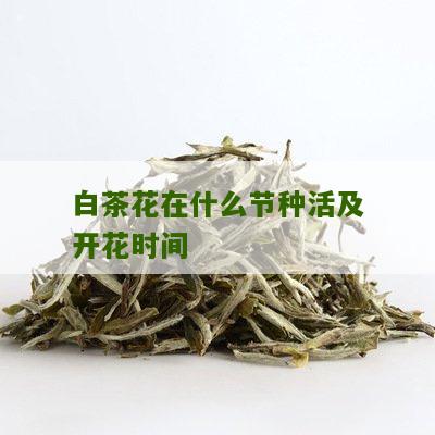 白茶花在什么节种活及开花时间