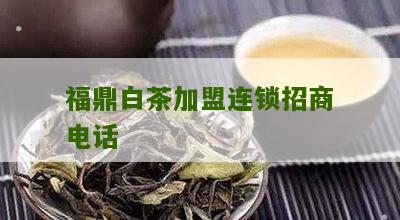 福鼎白茶加盟连锁招商电话