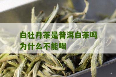 白牡丹茶是普洱白茶吗为什么不能喝