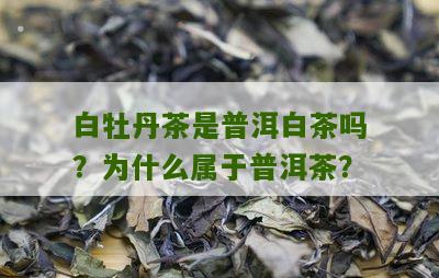 白牡丹茶是普洱白茶吗？为什么属于普洱茶？