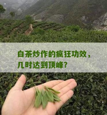 白茶炒作的疯狂功效，几时达到顶峰？