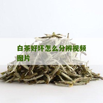 白茶好坏怎么分辨视频图片