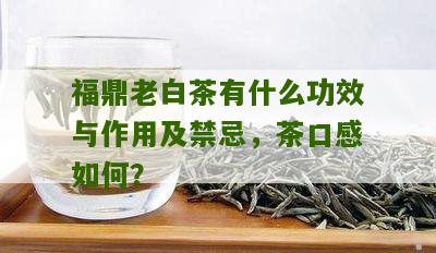 福鼎老白茶有什么功效与作用及禁忌，茶口感如何？