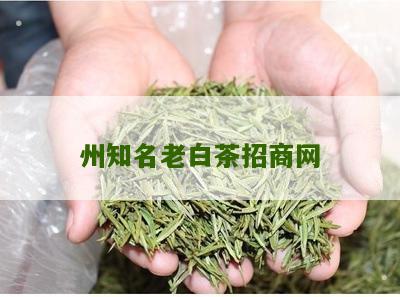 州知名老白茶招商网