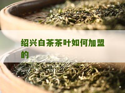 绍兴白茶茶叶如何加盟的