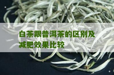 白茶跟普洱茶的区别及减肥效果比较