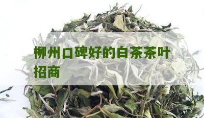 柳州口碑好的白茶茶叶招商