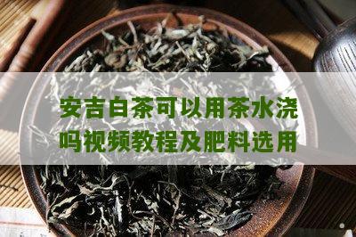 安吉白茶可以用茶水浇吗视频教程及肥料选用