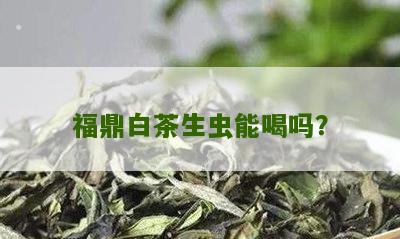 福鼎白茶生虫能喝吗？