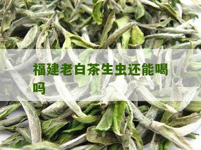 福建老白茶生虫还能喝吗