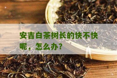 安吉白茶树长的快不快呢，怎么办？