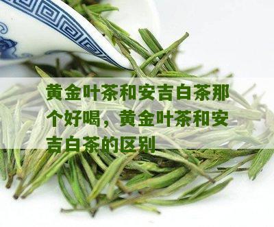 黄金叶茶和安吉白茶那个好喝，黄金叶茶和安吉白茶的区别