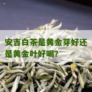 安吉白茶是黄金芽好还是黄金叶好喝？