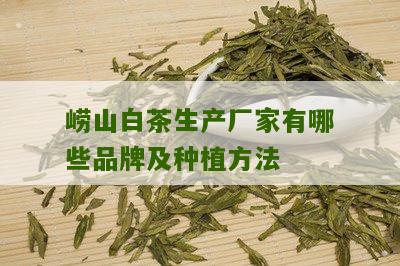 崂山白茶生产厂家有哪些品牌及种植方法