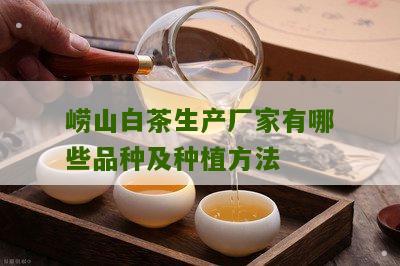 崂山白茶生产厂家有哪些品种及种植方法