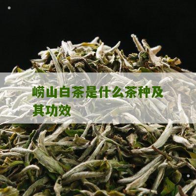 崂山白茶是什么茶种及其功效