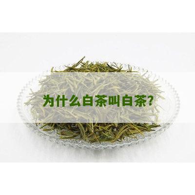 为什么白茶叫白茶？