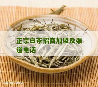 正宗白茶招商加盟及渠道电话