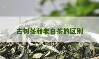 古树茶和老白茶的区别