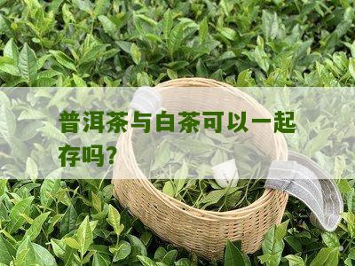 普洱茶与白茶可以一起存吗？